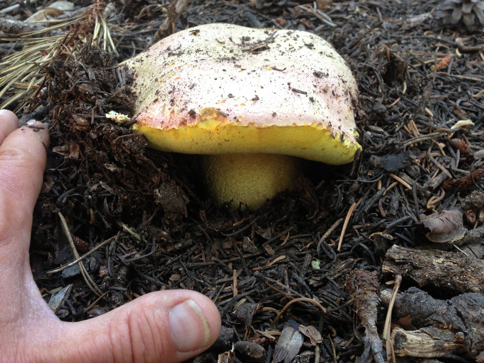 image_2