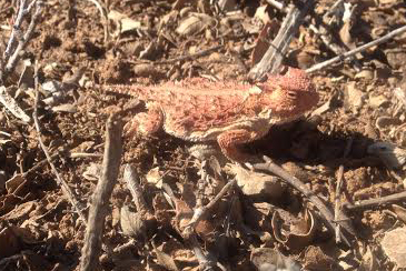 hornytoad